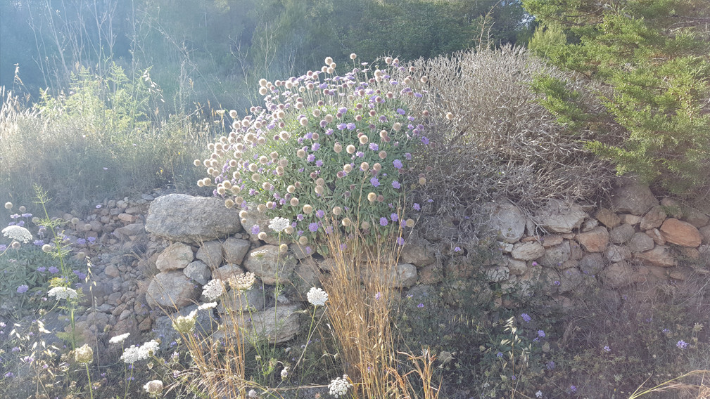 Mediterranean Planting Inspiration from Ibiza